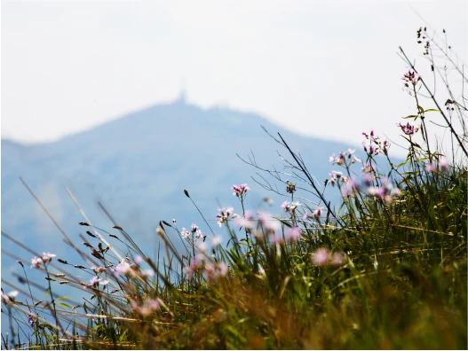 Ostale privlačnosti